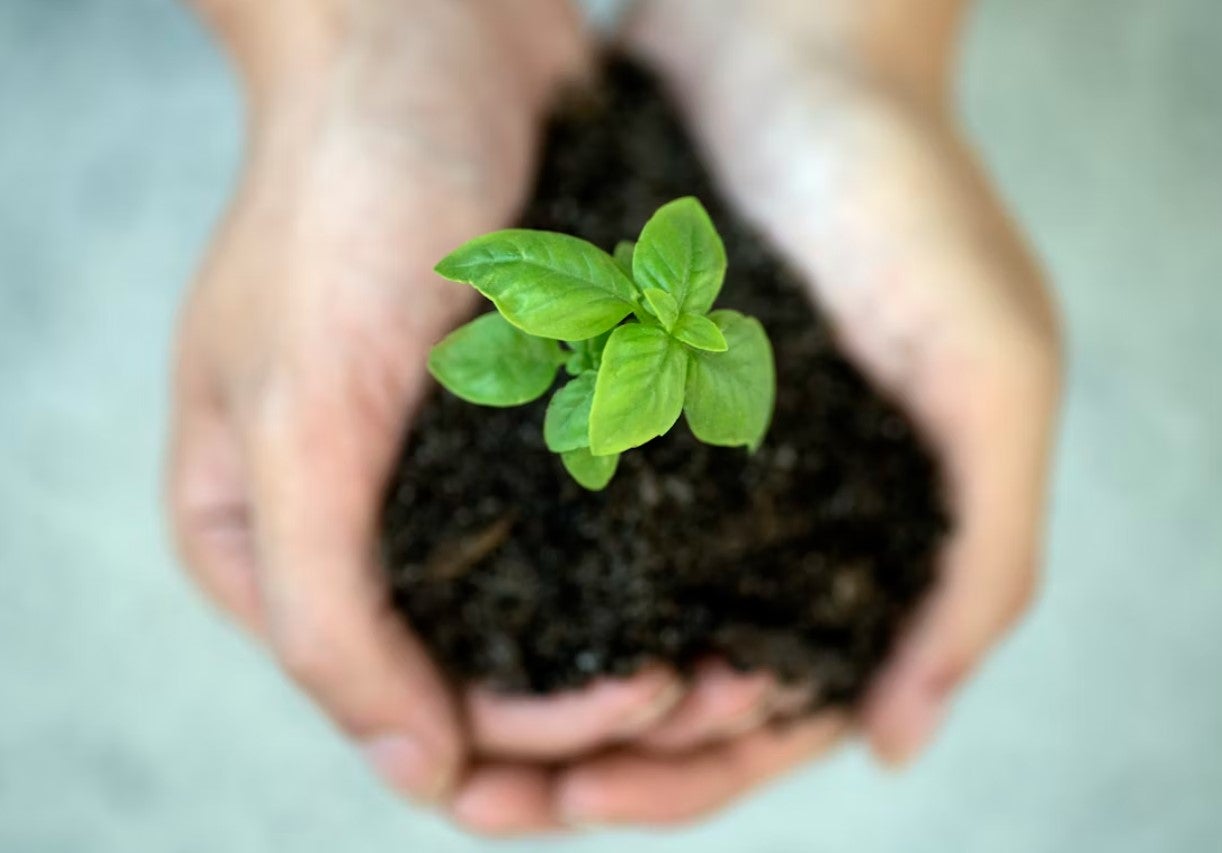 Bild på kupade händer som håller i en grön planta.