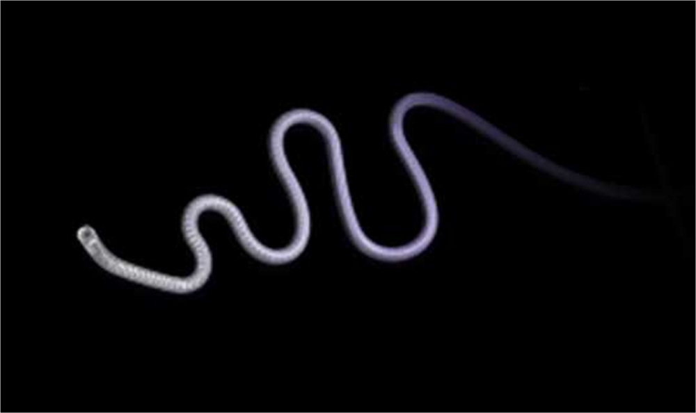 Produktbild - VF000164860 - Mikrokateter med 1 röntgenmarkör i spetsen Excelsior XT-27 standard rak 135/6cm